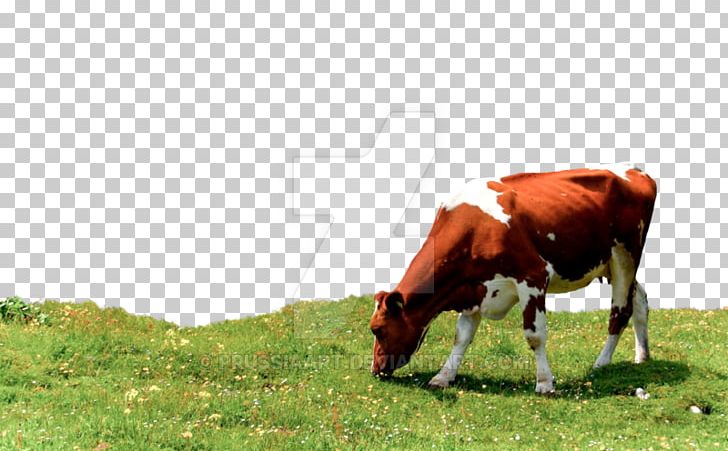 Dairy Cattle Grazing Desktop Agriculture PNG, Clipart, Agriculture, Cattle, Cattle Like Mammal, Cow Goat Family, Dairy Cattle Free PNG Download