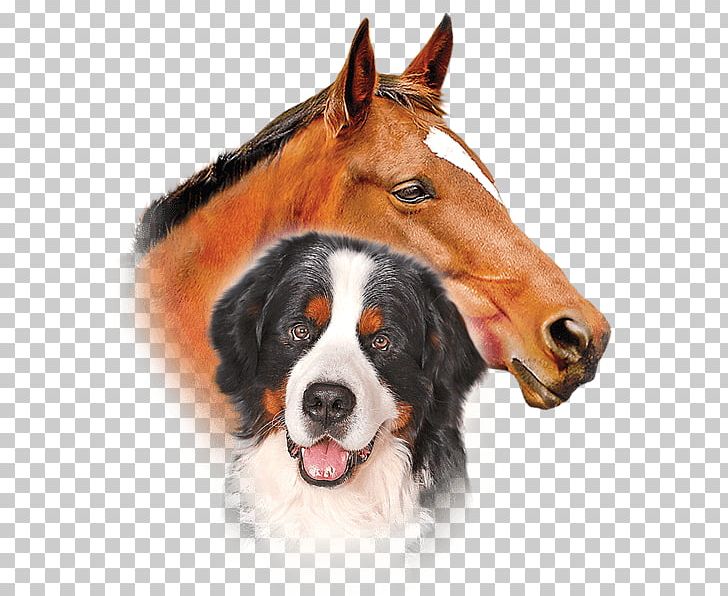 can a horse and a dog mate