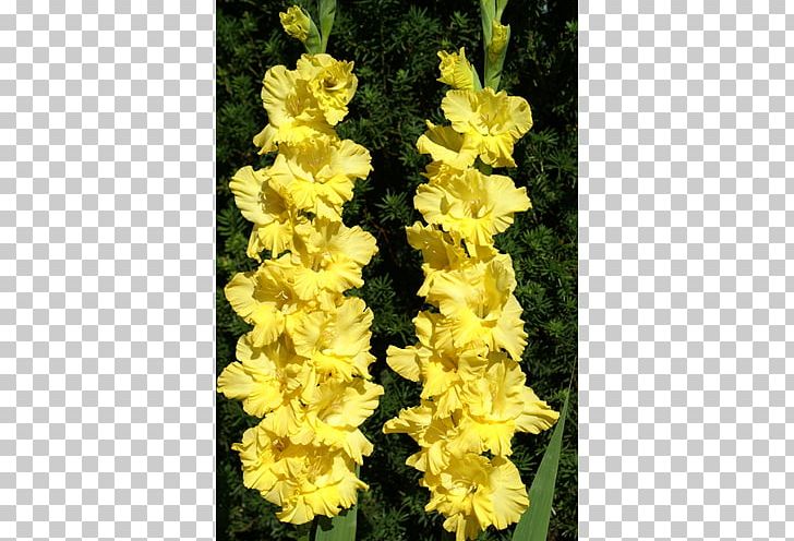 Gladiolus Plant Bulb Terra Ceia Farms Iridaceae PNG, Clipart, Bulb, Bushel, Color, Cut Flowers, Farm Free PNG Download