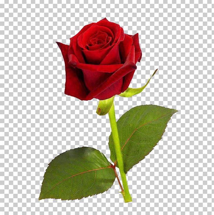 Rose Desktop PNG, Clipart, China Rose, Cut Flowers, Desktop Wallpaper, Display Resolution, Download Free PNG Download