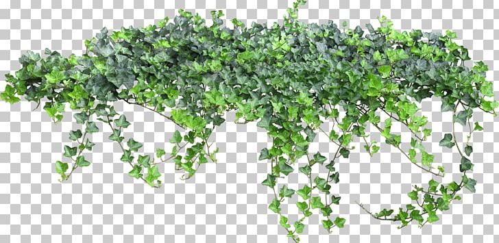 Vine Animation PNG, Clipart, Animation, Bushes, Clip Art, Download, Herb Free PNG Download