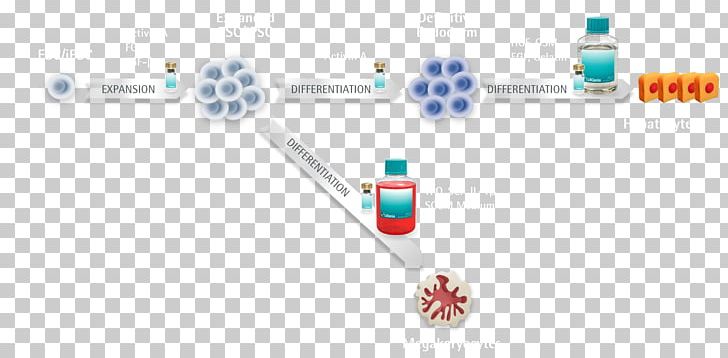 Chondrocyte Cellular Differentiation Induced Pluripotent Stem Cell Embryonic Stem Cell PNG, Clipart, Brand, Brush, Cartilage, Cell, Cell Type Free PNG Download
