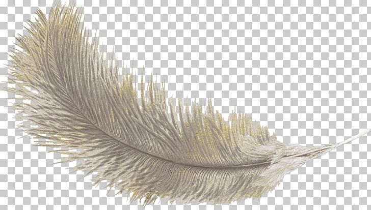 Feather Icon PNG, Clipart, Animals, Blog, Decoration, Download, Euclidean Vector Free PNG Download