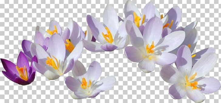 Saffron Crocus Safflower PNG, Clipart, Crocus, Download, Flower, Flowering Plant, Herbaceous Plant Free PNG Download