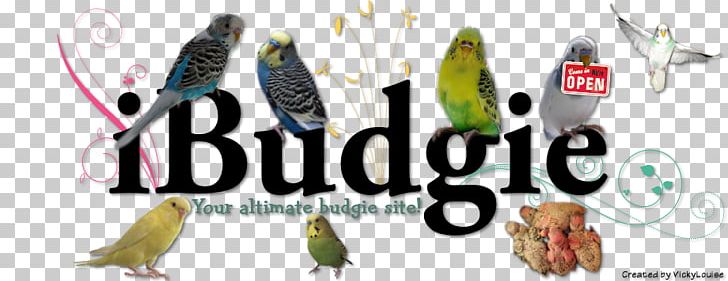 The Budgerigar Parakeet Bird Beak PNG, Clipart, Animals, Avian Influenza, Beak, Bird, Brand Free PNG Download