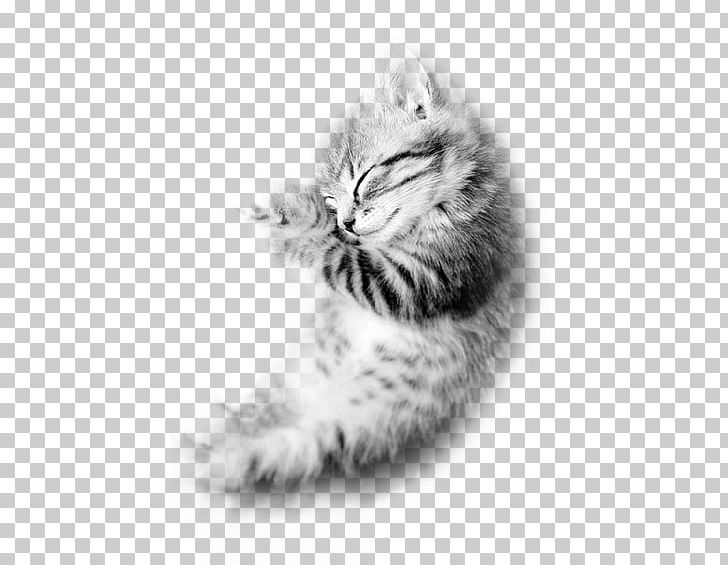 Whiskers Domestic Short-haired Cat Kitten Tabby Cat PNG, Clipart, Animals, Black And White, Carnivoran, Cat Like Mammal, Domestic Shorthaired Cat Free PNG Download