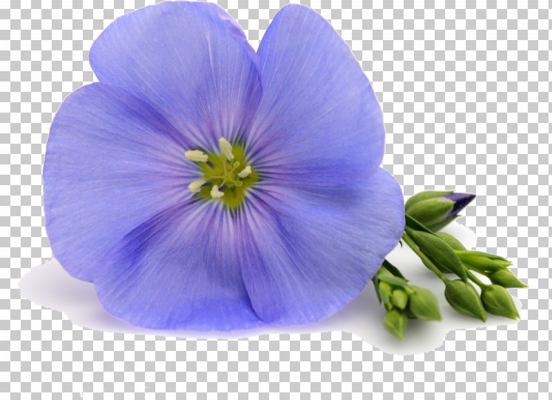 Flower Blue Petal Violet Purple PNG, Clipart, Balloon Flower, Blue, Flower, Geranium, Perennial Plant Free PNG Download