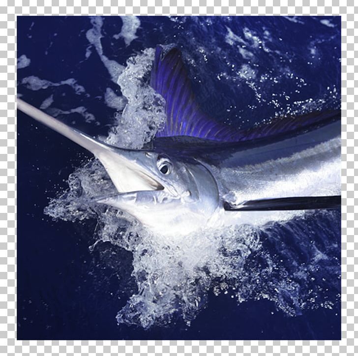 Cabo San Lucas Atlantic Blue Marlin Marlin Fishing White Marlin PNG, Clipart, Atlantic, Atlantic Blue Marlin, Big Game, Billfish, Black Marlin Free PNG Download