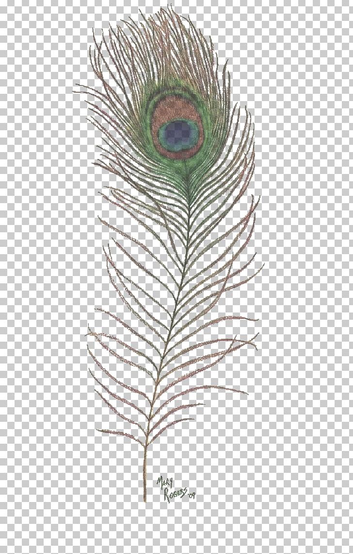 Drawing Feather Peafowl Art PNG, Clipart, Animals, Art, Art Museum, Asiatic Peafowl, Bird Free PNG Download