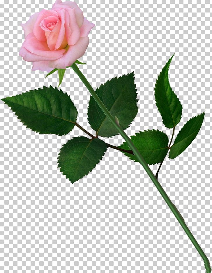 Garden Roses Cabbage Rose Naver Blog Petal PNG, Clipart, Blog, Bud, Bugatti Type 55, Computer Icons, Flower Free PNG Download