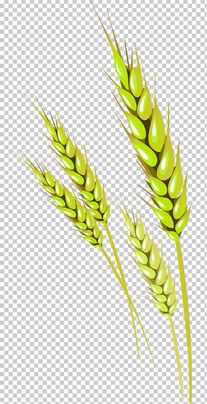 Wheat Vecteur PNG, Clipart, Cereal, Commodity, Designer, Download, Ear Free PNG Download