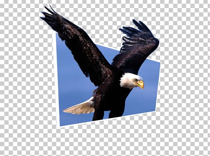 Bald Eagle Bird Desktop White-tailed Eagle PNG, Clipart, 3d Effect, Accipitriformes, Animal, Animals, Bald Eagle Free PNG Download