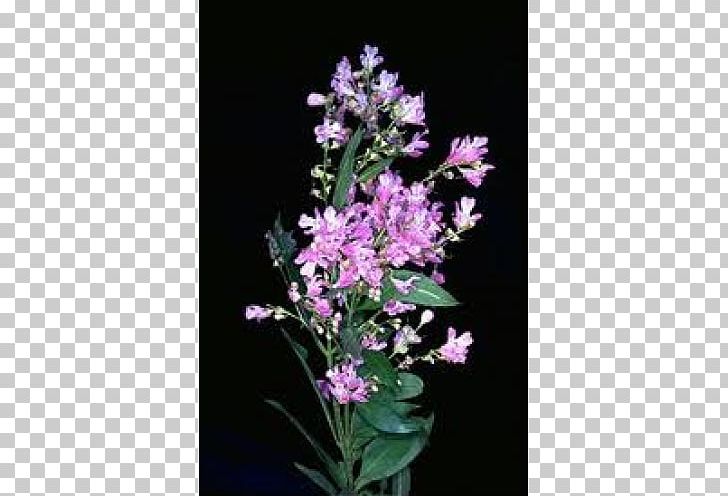 Dendrobium Cut Flowers Herbaceous Plant Shrub PNG, Clipart, Cut Flowers, Cycad, Dendrobium, Flower, Flowering Plant Free PNG Download