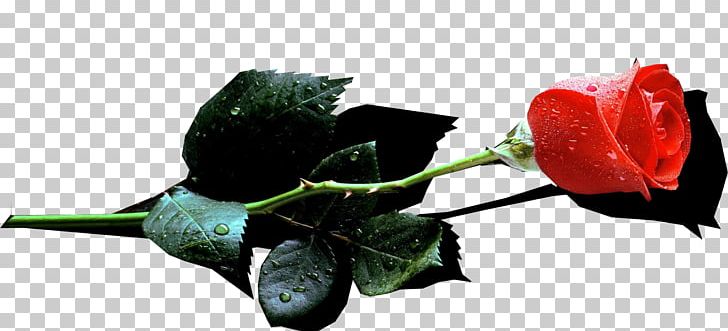Garden Roses Leave The Ranks Of The Superstitious And Cowardly Cut Flowers Bud PNG, Clipart, Amor, Book, Bud, Cut Flowers, Del Free PNG Download
