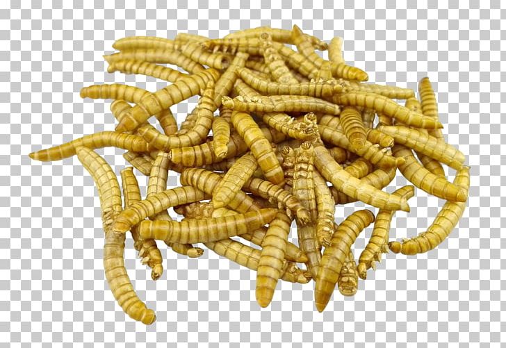 Mealworm Insect Waxworm Larva Food PNG, Clipart, Boat, Brass, Caterpillar, Cooking, Cricket Free PNG Download