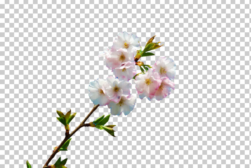 Cherry Blossom PNG, Clipart, Biology, Cherry, Cherry Blossom, Cut Flowers, Flower Free PNG Download