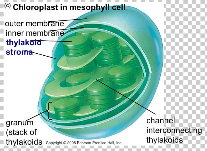 Chloroplast Photosynthesis Cell Chlorophyll Centriole PNG, Clipart, Biology, Carbon Dioxide, Cell, Centriole, Chlorophyll Free PNG Download