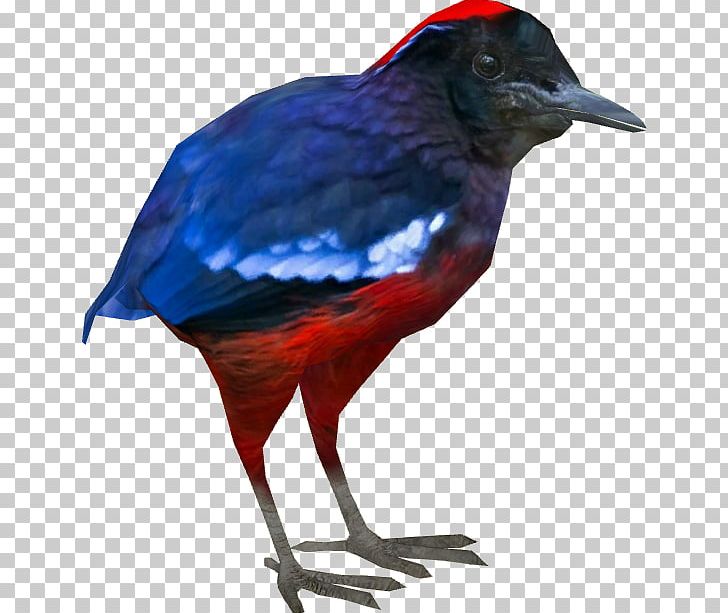 Garnet Pitta Zoo Tycoon 2 Beak Foot PNG, Clipart, Beak, Bird, Cobalt Blue, Crow, Fauna Free PNG Download