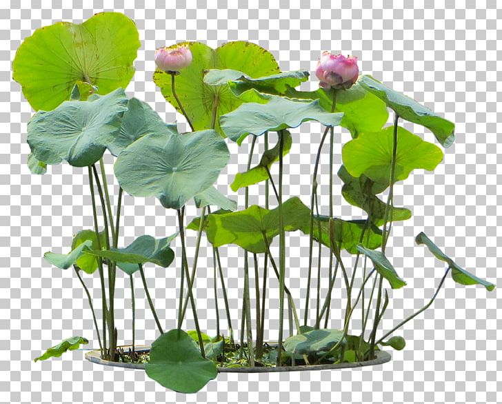Nelumbo Nucifera Water Lily Aquatic Plants PNG, Clipart, Annual Plant, Aquatic Plant, Aquatic Plants, Architectural Rendering, Centella Free PNG Download