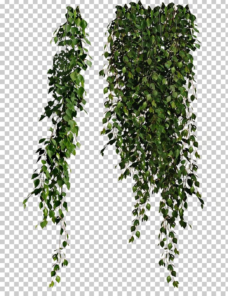 Plants Falling PNG, Clipart, Bushes And Branches, Nature Free PNG Download