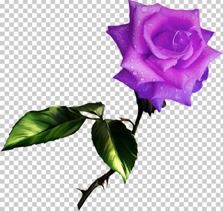 Best Roses PNG, Clipart, Best Roses, Blue Rose, Computer, Cut Flowers, Desktop Wallpaper Free PNG Download