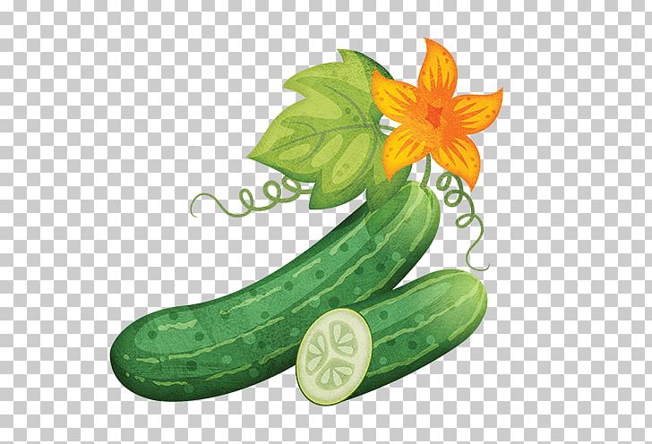 Cucumber Zucchini Vegetable Melon PNG, Clipart, Cucumber, Cucumber Gourd And Melon Family, Cucumis, Cucurbita Pepo, Food Free PNG Download