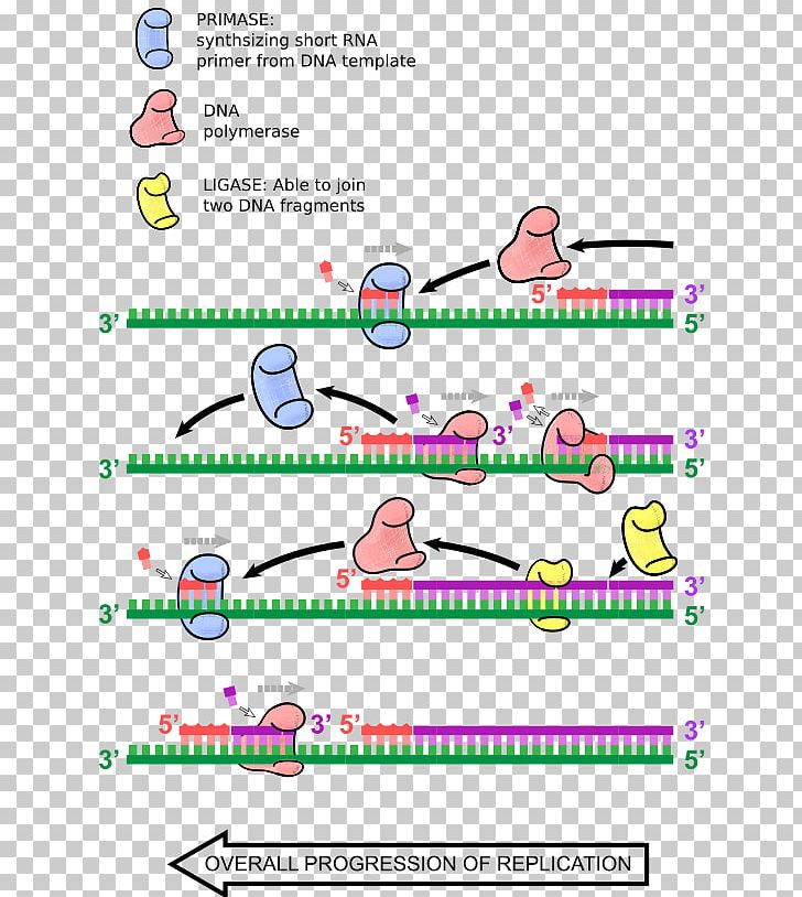 DNA Replication Primer Biology DNA Polymerase PNG, Clipart, Angle, Area, Biology, Cell Division, Diagram Free PNG Download