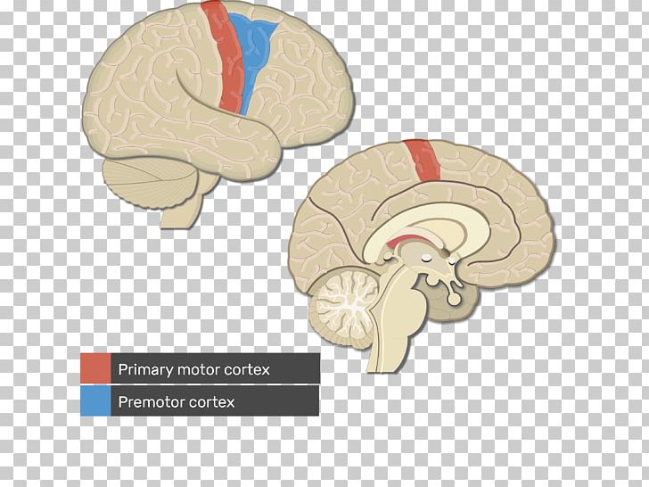 Visual Cortex Cerebral Cortex Primary Motor Cortex Brain PNG, Clipart, Anatomy, Auditory Cortex, Brain, Brodmann Area, Cerebral Cortex Free PNG Download