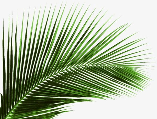 Coconut Leaves PNG, Clipart, Coconut, Coconut Clipart, Coconut Clipart, Coconut Leaf, Green Free PNG Download