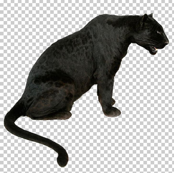 Leopard Tiger Jaguar Black Panther Lion PNG, Clipart, Animal, Animals, Bengal Tiger, Big Cat, Big Cats Free PNG Download