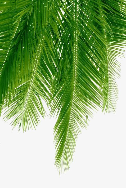 Palm Leaves PNG, Clipart, Green, Leaf, Leaves, Leaves Clipart, Leaves Clipart Free PNG Download