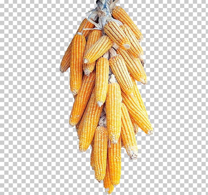 Corn On The Cob Maize Cereal PNG, Clipart, Cartoon Corn, Caryopsis, Cereal, Cereals, Commodity Free PNG Download