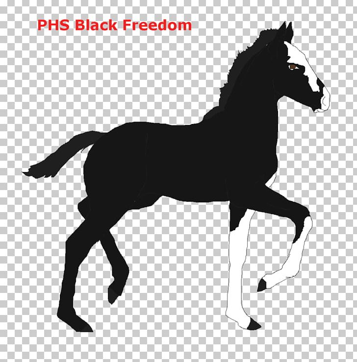 Mustang Foal Stallion Colt Halter PNG, Clipart, Black, Black And White, Black Mist, Bridle, Character Free PNG Download