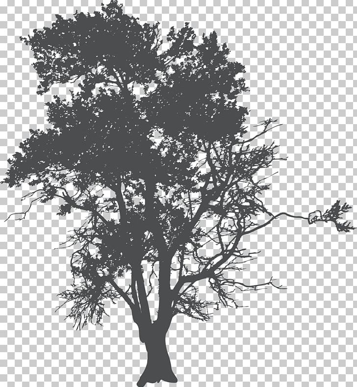 Tree Silhouette Poster PNG, Clipart, Black And White, Branch, First Assembly Of God, Monochrome, Monochrome Photography Free PNG Download