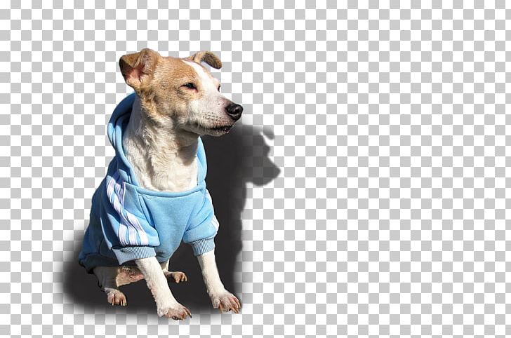 Dog Breed Jack Russell Terrier Puppy Bulldog PNG, Clipart, Animal, Animals, Breed, Bulldog, Collar Free PNG Download