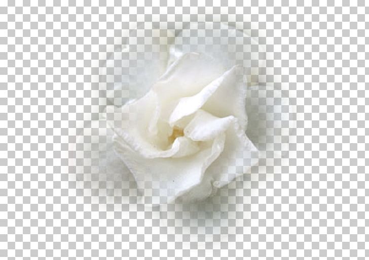 Flower .de White .net PNG, Clipart, Blanche, Cicek, Com, Cut Flowers, Fleur Free PNG Download