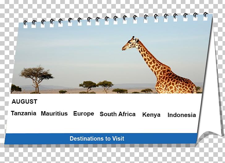 Mombasa Maasai Mara Lion Nairobi Travel PNG, Clipart, Africa, Animals, Book, Calendar, Fauna Free PNG Download