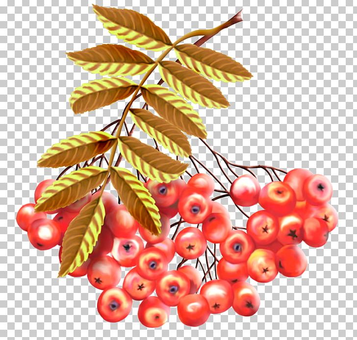 Mountain-ash Drawing Гроздья Рябины PNG, Clipart, Autumn, Berry, Cherry, Currant, Drawing Free PNG Download