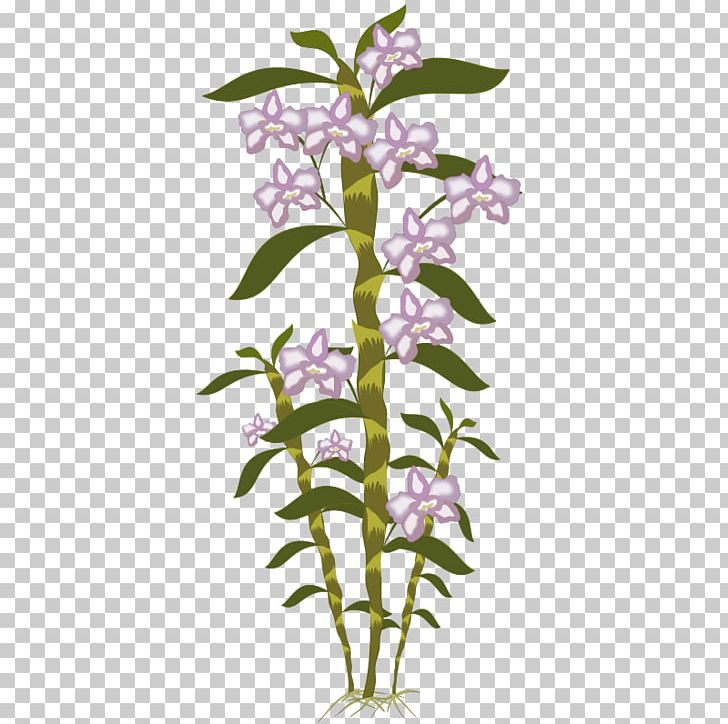 Orchids Botany PNG, Clipart, Botany, Branch, Cut Flowers, Dendrobium, Flora Free PNG Download