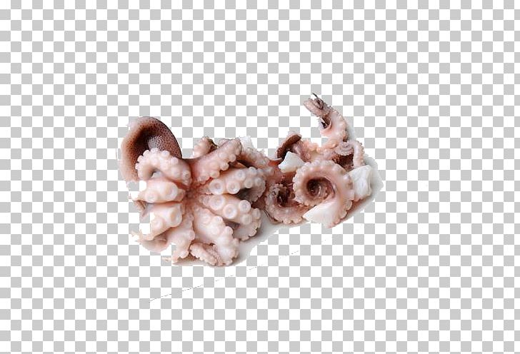 Octopus Squid Claw PNG, Clipart, Animal Source Foods, Cephalopod, Clasp, Ear, Encapsulated Postscript Free PNG Download