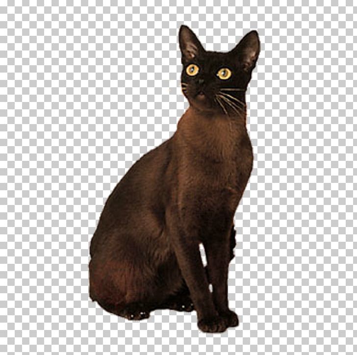 Bombay Cat Korat German Rex Domestic Short-haired Cat Black Cat PNG, Clipart, Animal, Animals, Asian, Black Cat, Bombay Free PNG Download