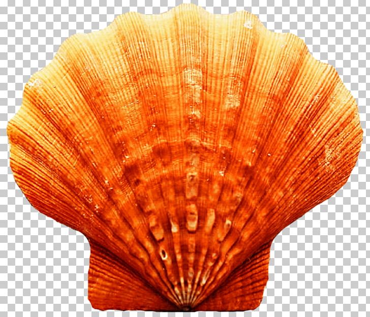 Cockle Clam Seashell Scallop Oyster PNG, Clipart, Animals, Beach, Clam, Clams Oysters Mussels And Scallops, Cockle Free PNG Download