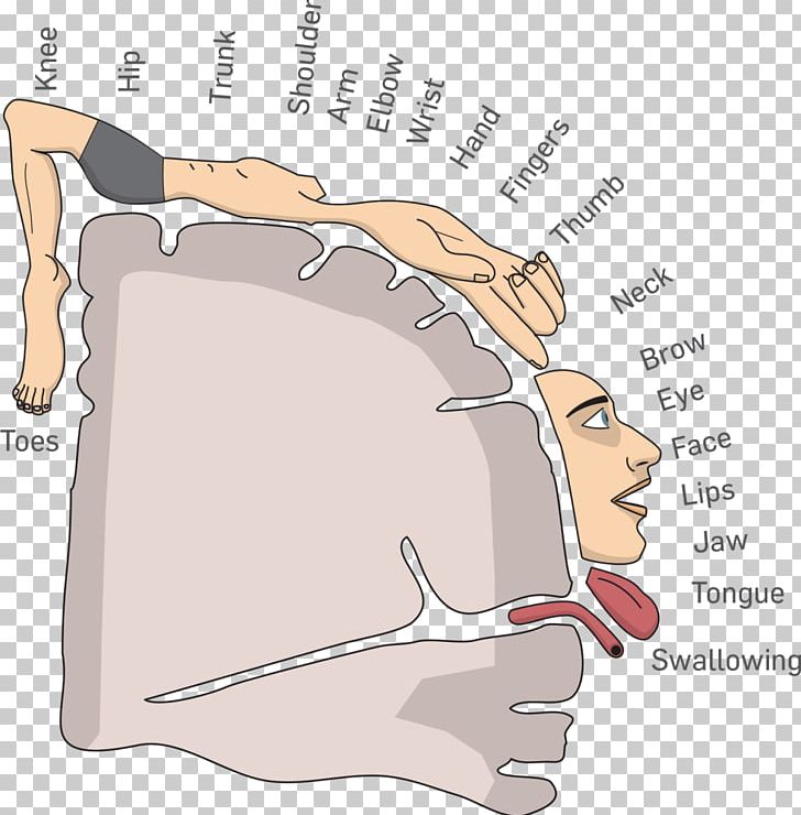 primary somatosensory cortex homunculus