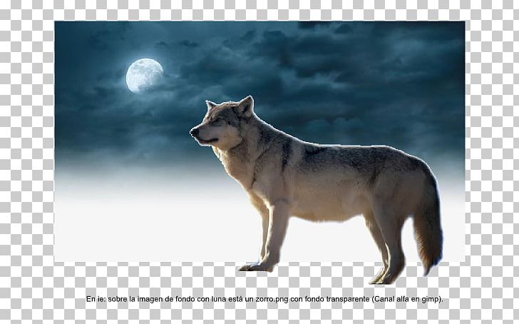 Gray Wolf Coyote Inkscape GIMP Chart PNG, Clipart, Box, Carnivoran, Chart, Coyote, Dog Like Mammal Free PNG Download