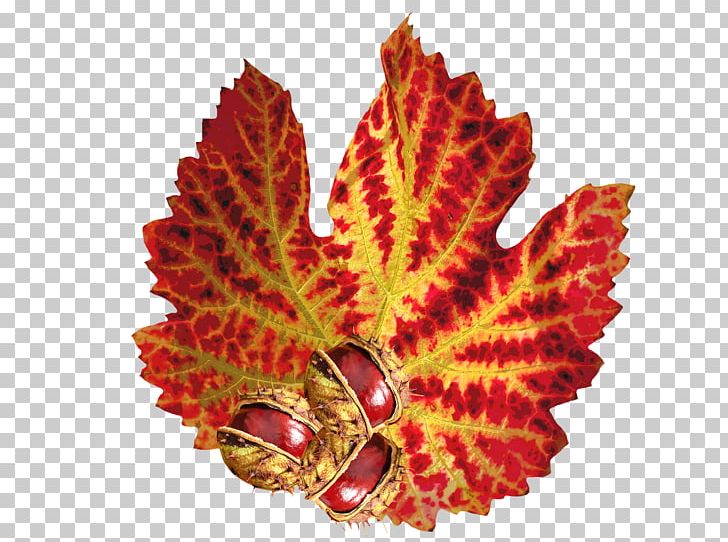 Leaf Autumn Chinese Chestnut Sweet Chestnut PNG, Clipart, Autumn, Autumn Leaf, Chestnut, Chinese Chestnut, Color Free PNG Download