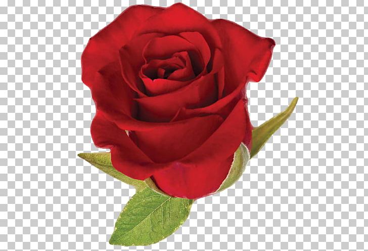 Rose Red Green PNG, Clipart, China Rose, Closeup, Creativity, Crimson, Cut Flowers Free PNG Download