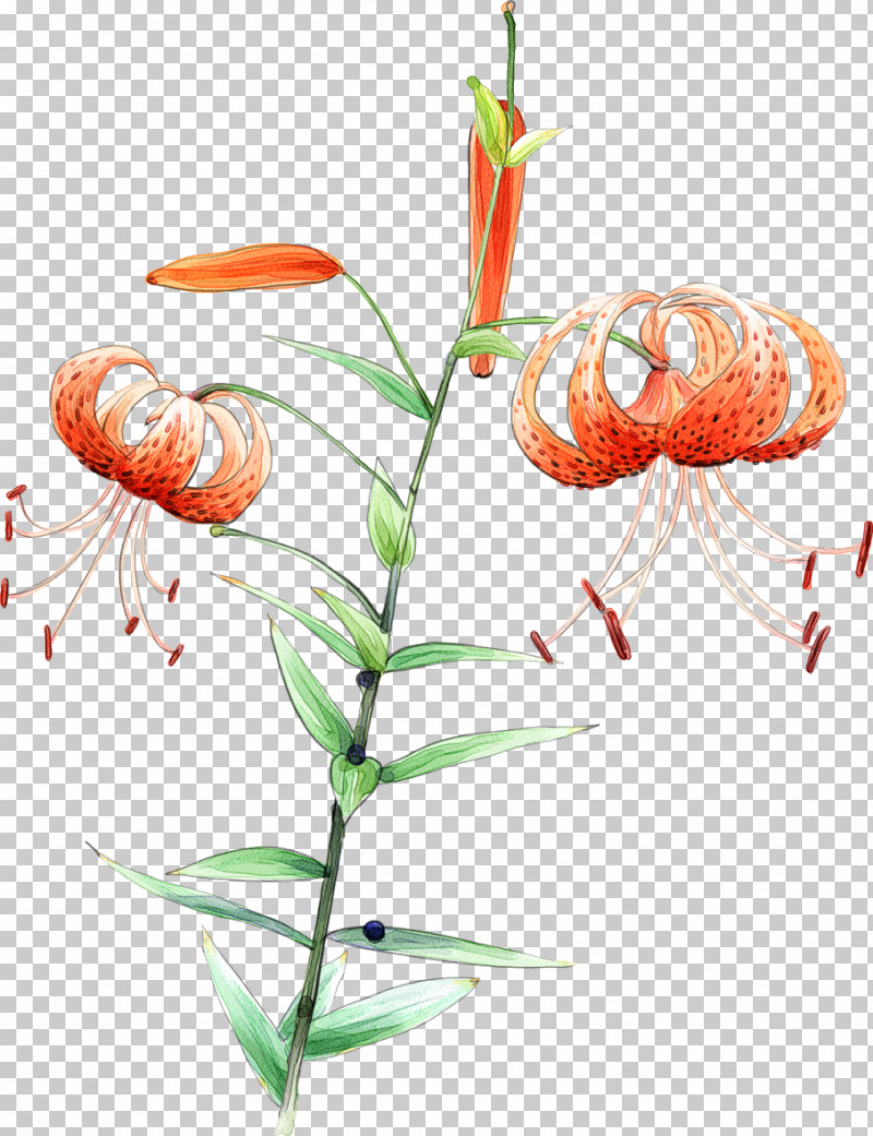 Flower Plant Tiger Lily Plant Stem Lily Family PNG, Clipart, Anthurium, Flower, Lily, Lily Family, Pedicel Free PNG Download