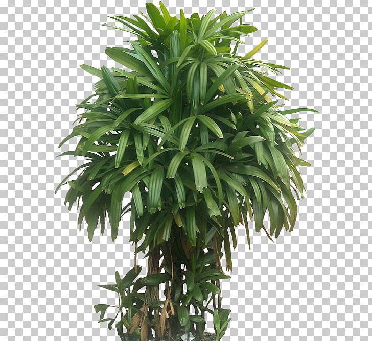 Houseplant Lucky Bamboo Jungle PNG, Clipart, Arecales, Earleaf Acacia, Evergreen, Flowerpot, Food Drinks Free PNG Download