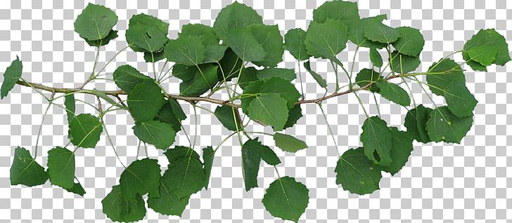 TT Leaf Plant Stem PNG, Clipart, Birch, Branch, Dynamic, Ivy, Leaf Free PNG Download