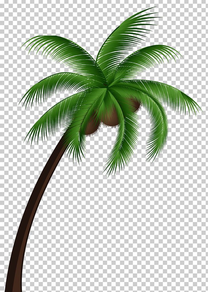 Coconut Arecaceae Tree PNG, Clipart, Arecaceae, Arecales, Areca Palm, Borassus Flabellifer, Clip Art Free PNG Download